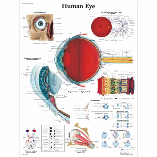 Zalaminované schéma oka a zraku