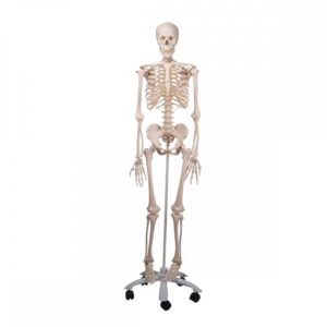 anatomický model lidské kostry