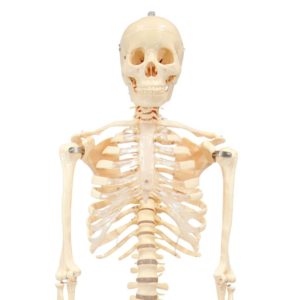 model kostry
