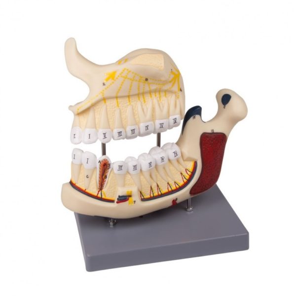 Model znázorňující zuby a přilehlé struktury