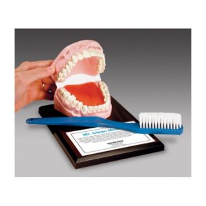 Hygienický dentální model s kartáčem