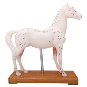 Osvalený model koně s akupunkturními body