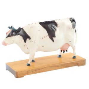 Osvalený model krávy s s akupunkturními body