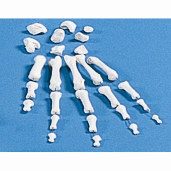 Anatomický model kostí ruky