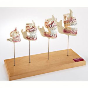 Srovnávací model vývoje zubů