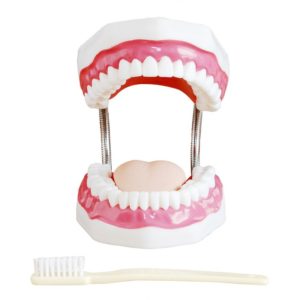 Model zubní hygieny s kartáčem