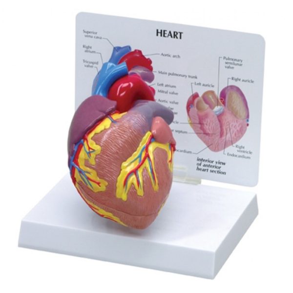 model srdce