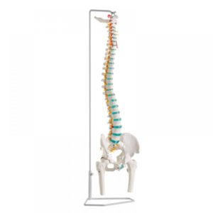 flexibilní páteř včetně týlní kosti a kosti křížové