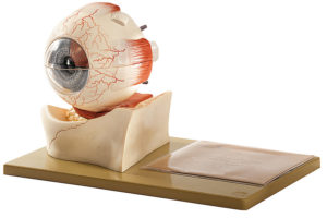 Model lidského oka