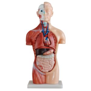 Lidský trup s orgány a svaly