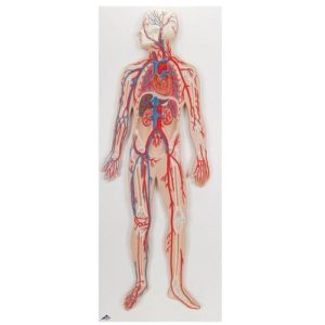 arterie a vény lidského těla