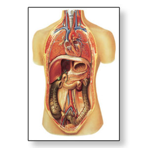 schéma vnitřních orgánů