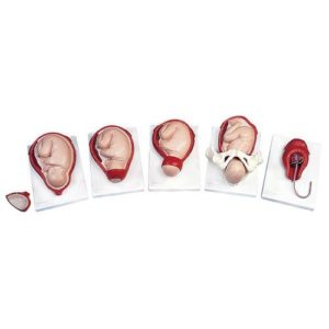 anatomie porodu