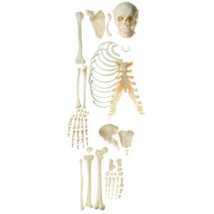 Model mužských kostí