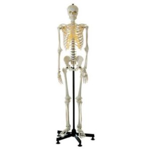 Model kostry v životní velikosti
