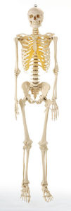 Model kostry v životní velikosti