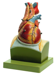 model lidského srdce