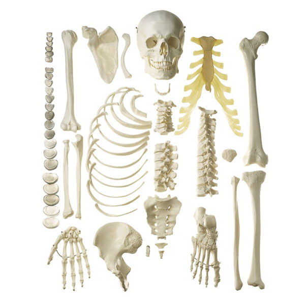 Model kostry