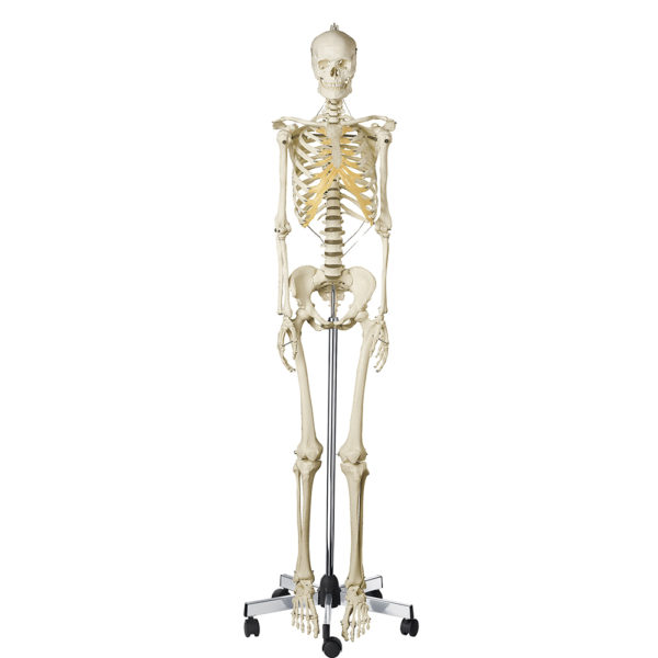 Model kostry