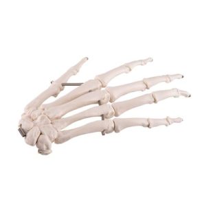 Model kostí ruky a zápěstí
