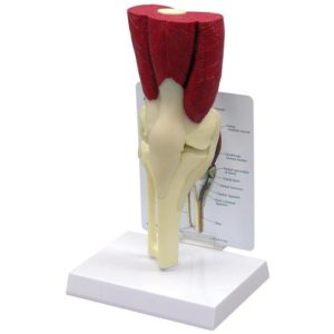 anatomický model kolene s vazy a svaly