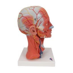 Model svalů hlavy a krku