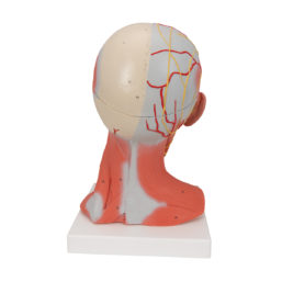 Model svalů hlavy a krku