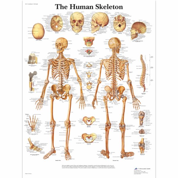 Zalaminované schéma lidské kostry