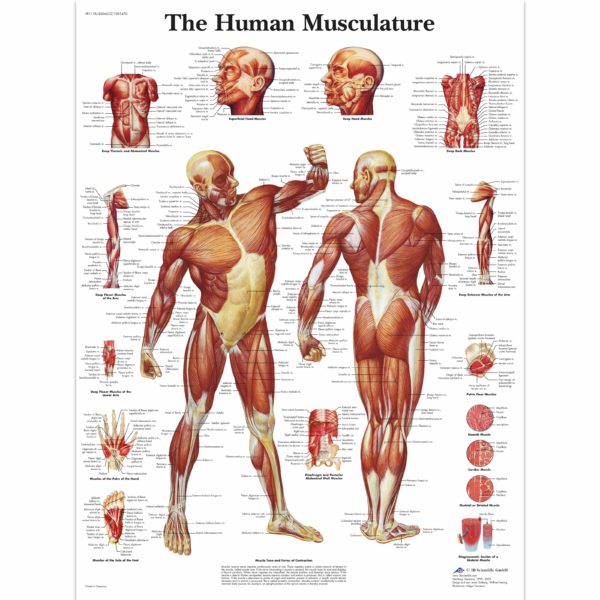 Zalaminované schéma lidských svalů