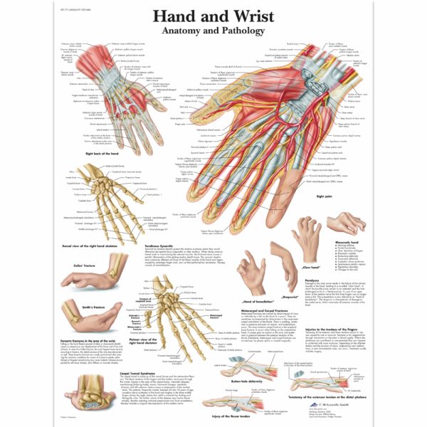 Zalaminované schéma ruky a zápěstí
