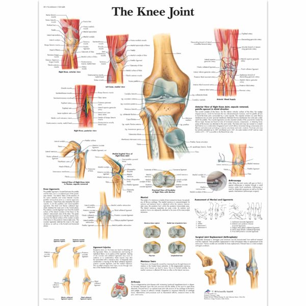 Zalaminované schéma kolenního kloubu