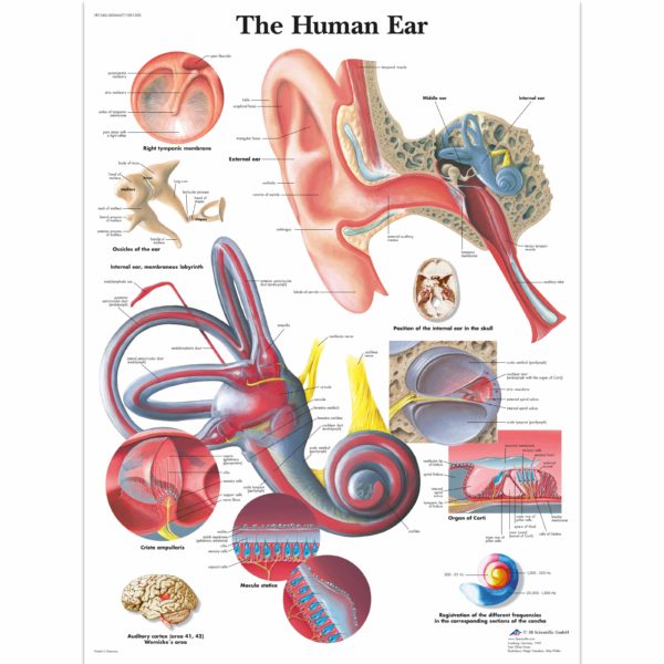 Zalaminované schéma ucha