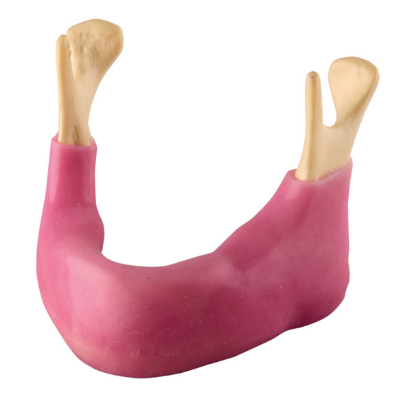Kostní replika spodní čelisti s dásní