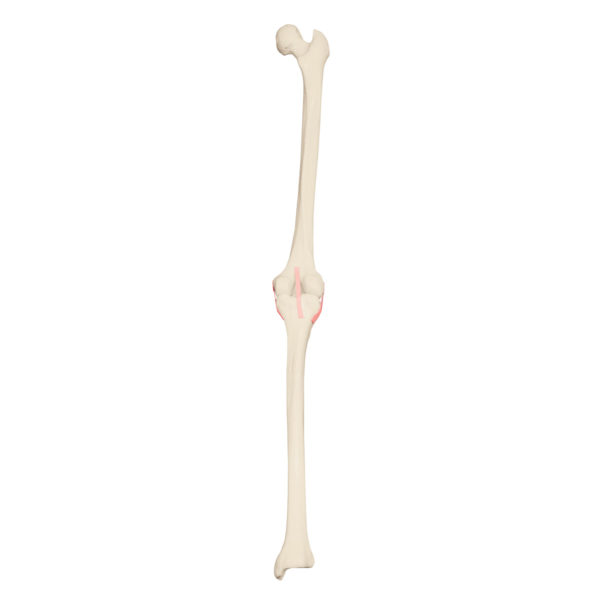 Kostní replika pravého kolena