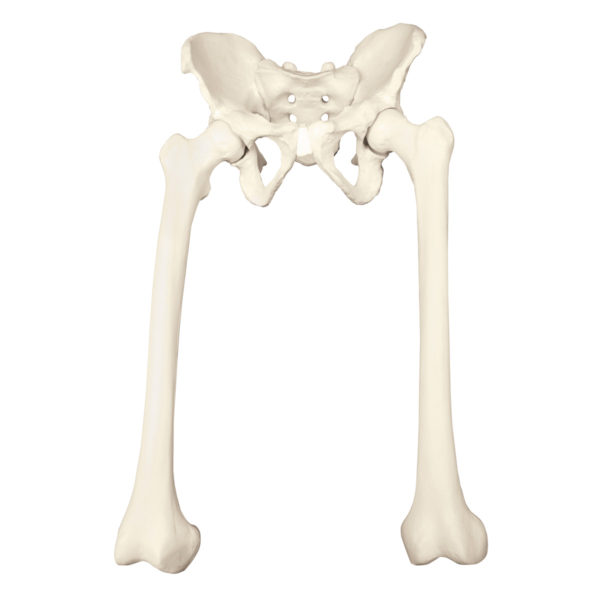 Kostní replika pánve s femury