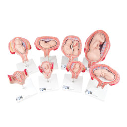 Série modelů vývoje plodu