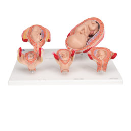 Série modelů vývoje plodu (5 modelů)