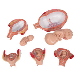 Série modelů vývoje plodu (5 modelů)