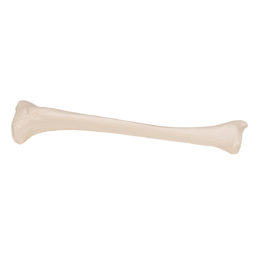 Anatomický model kosti holenní