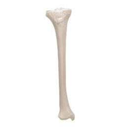 Anatomický model kosti holenní