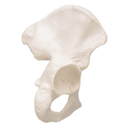 Anatomický model kosti kyčelní
