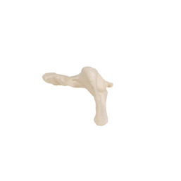 Anatomický model kosti kyčelní