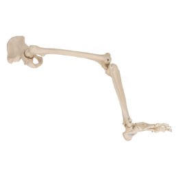 Model kostry dolní končetiny