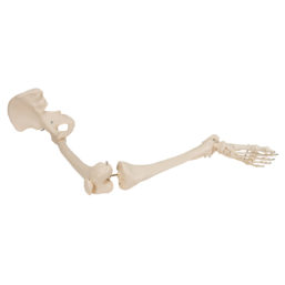 Model kostry dolní končetiny