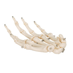 Model kostry ruky