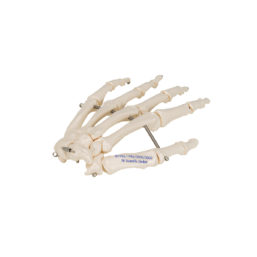 Model kostry ruky