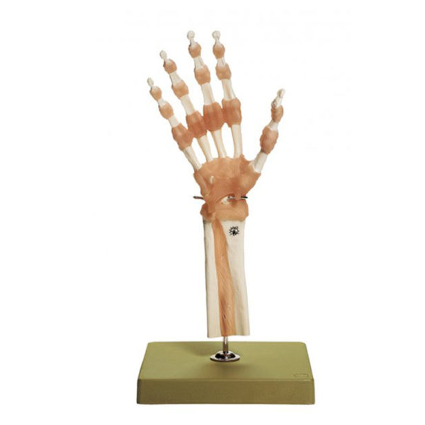 Model ruky