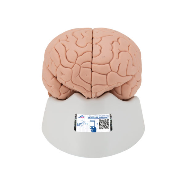 Jednoduchý model mozku