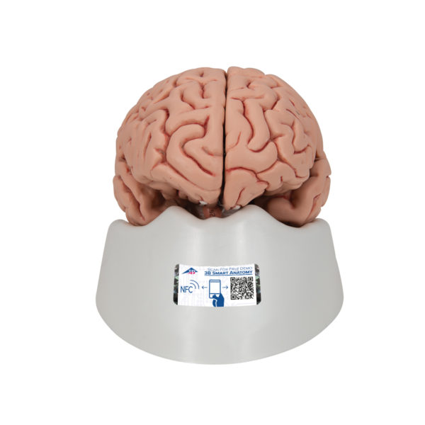 Jednoduchý model mozku
