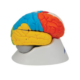 Neuro-anatomický barevný mozek